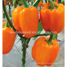 ASP051 Dianhua disease resistant orange bell pepper seeds supplier